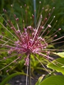 Allium schubertii Czosnek